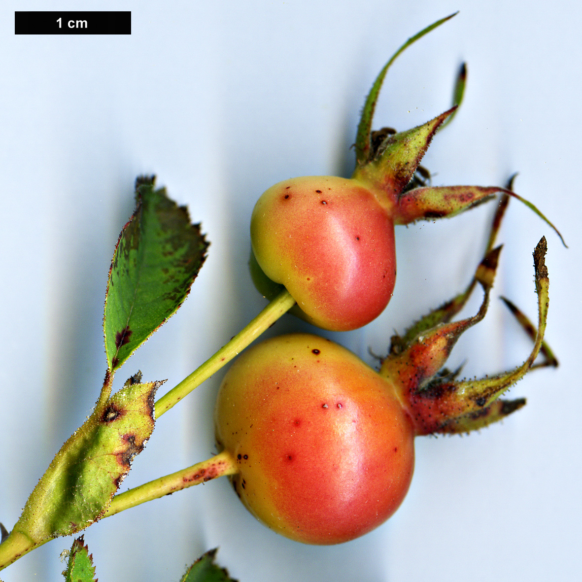 High resolution image: Family: Rosaceae - Genus: Rosa - Taxon: nutkana - SpeciesSub: var. nutkana